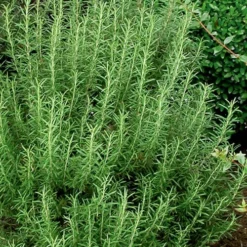 Madeline Hill Rosemary - 1 Gallon Pot -Garden Supplies Sales 2024 rosmarinus officinalis madalene hill hardy rosemary 5
