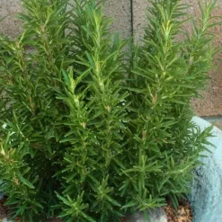 Madeline Hill Rosemary - 1 Gallon Pot -Garden Supplies Sales 2024 rosmarinus officinalis madalene hill hardy rosemary 8