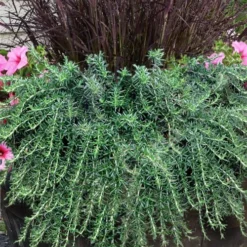 Prostrate Creeping Rosemary - 1 Gallon Pot -Garden Supplies Sales 2024 rosmarinus officinalis prostratus creeping rosemary 103