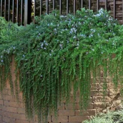 Prostrate Creeping Rosemary - 1 Gallon Pot