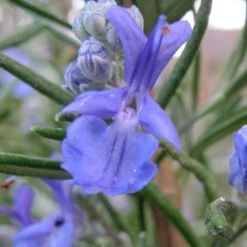 Salem Rosemary - 5 Pack Of Quart Pots -Garden Supplies Sales 2024 rosmarinus officinalis salem rosemary 1