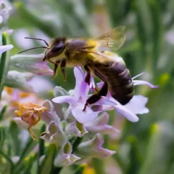 Salem Rosemary - 1 Gallon Pot -Garden Supplies Sales 2024 rosmarinus officinalis salem rosemary 6 2