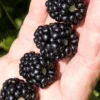 Ponca Thornless Blackberry - 1 Gallon Pot