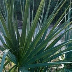 Blue Stem Dwarf Palmetto Palm (Sabal Minor) - 3 Gallon Pot -Garden Supplies Sales 2024 sabal minor dwarf blue stem palmetto palm 3 1