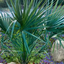 Blue Stem Dwarf Palmetto Palm (Sabal Minor) - 3 Gallon Pot -Garden Supplies Sales 2024 sabal minor dwarf blue stem palmetto palm 5 1