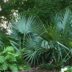 Blue Stem Dwarf Palmetto Palm (Sabal Minor) - 7 Gallon Pot -Garden Supplies Sales 2024 sabal minor dwarf blue stem palmetto palm 6