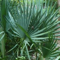 Blue Stem Dwarf Palmetto Palm (Sabal Minor) - 7 Gallon Pot