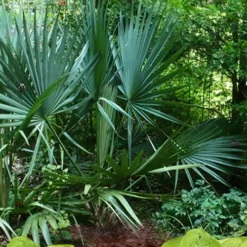 Blue Stem Dwarf Palmetto Palm (Sabal Minor) - 7 Gallon Pot -Garden Supplies Sales 2024 sabal minor dwarf blue stem palmetto palm 8