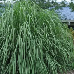 Ravenna Hardy Pampas Grass - 1 Gallon Pot 8 Ravenna Hardy Pampas Grass - 1 Gallon Pot -Garden Supplies Sales 2024 sacccharum ravennae hardy pampas grass 4