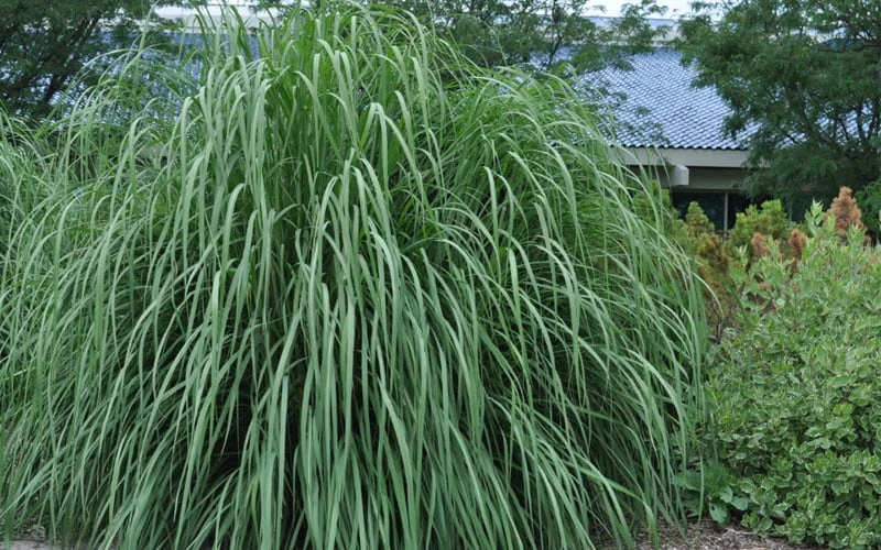 Ravenna Hardy Pampas Grass - 1 Gallon Pot 4 Ravenna Hardy Pampas Grass - 1 Gallon Pot - Image 4