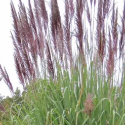 Ravenna Hardy Pampas Grass - 1 Gallon Pot 9 Ravenna Hardy Pampas Grass - 1 Gallon Pot -Garden Supplies Sales 2024 sacccharun ravennae hardy pampas grass 2