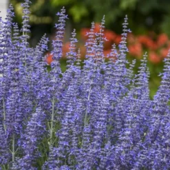 Denim N' Lace Russian Sage (Perovskia) - 1 Gallon Pot 10 Denim N' Lace Russian Sage (Perovskia) - 1 Gallon Pot -Garden Supplies Sales 2024 sage russian denim n lace 800x500 1