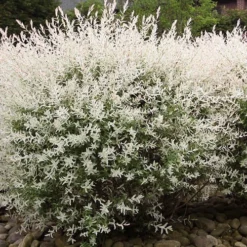 Flamingo Dappled Willow (Shrub Form) - 2 Gallon Pot -Garden Supplies Sales 2024 salix integra flamingo dappled willow bush 2