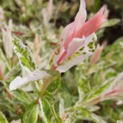 Flamingo Dappled Willow (Shrub Form) - 2 Gallon Pot -Garden Supplies Sales 2024 salix integra flamingo dappled willow bush 3