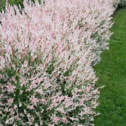 Flamingo Dappled Willow (Shrub Form) - 2 Gallon Pot -Garden Supplies Sales 2024 salix integra flamingo dappled willow bush 4