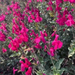 Heatwave Brilliance Salvia (Sage) - 1 Gallon Pot -Garden Supplies Sales 2024 salvia greggii heatwave brilliance 10