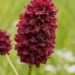 Great Burnet (Sanguisorba Officinalis) - 1 Gallon Pot 9 Great Burnet (Sanguisorba Officinalis) - 1 Gallon Pot -Garden Supplies Sales 2024 sanguisorba officinalis great burnet 2