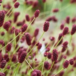 Great Burnet (Sanguisorba Officinalis) - 1 Gallon Pot