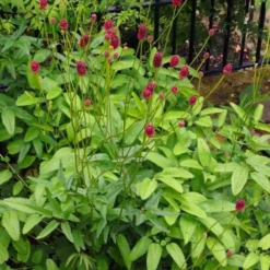 Great Burnet (Sanguisorba Officinalis) - 1 Gallon Pot 8 Great Burnet (Sanguisorba Officinalis) - 1 Gallon Pot -Garden Supplies Sales 2024 sanguisorba officinalis great burnet 4