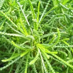 Green Santolina (Lavender Cotton) - 5 Pack Of Quart Pots -Garden Supplies Sales 2024 santolina virens green lavender cotton 10