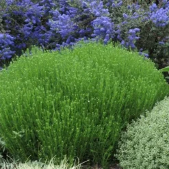 Green Santolina (Lavender Cotton) - 5 Pack Of Quart Pots -Garden Supplies Sales 2024 santolina virens green lavender cotton 3