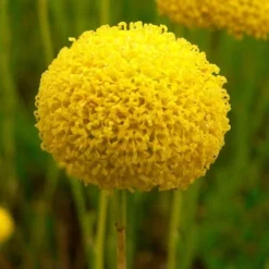 Green Santolina (Lavender Cotton) - 5 Pack Of Quart Pots -Garden Supplies Sales 2024 santolina virens green lavender cotton 7