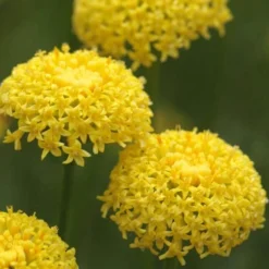 Green Santolina (Lavender Cotton) - 5 Pack Of Quart Pots -Garden Supplies Sales 2024 santolina virens green lavender cotton 8