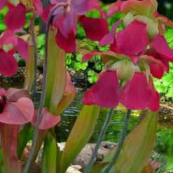 Bug Bat Pitcher Plant (Sarracenia) - 2.5 Quart Pot -Garden Supplies Sales 2024 sarracenia bug bat pitcher plant 1