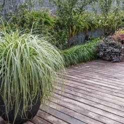 Feather Falls Sedge (Carex Oshimensis) - 5 Pack Of Quart Pots -Garden Supplies Sales 2024 sedge feather falls 3 800x500 1