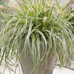 Feather Falls Sedge (Carex Oshimensis) - 5 Pack Of Quart Pots -Garden Supplies Sales 2024 sedge feather falls 500x750 1