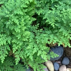 Arborvitae Fern (Selaginella Braunii) - 2.5 Quart Pot -Garden Supplies Sales 2024 selaginella braunii arborvitae fern 2