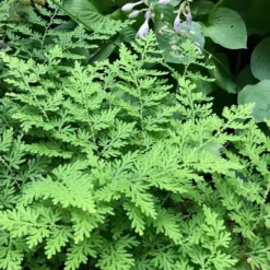 Arborvitae Fern (Selaginella Braunii) - 2.5 Quart Pot -Garden Supplies Sales 2024 selaginella braunii arborvitae fern 3