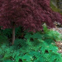 Arborvitae Fern (Selaginella Braunii) - 1 Gallon Pot