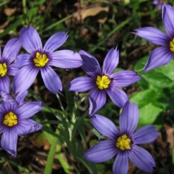 Moody Blues Blue-Eyed Grass (Sisyrinchium) - 1 Gallon Pot -Garden Supplies Sales 2024 sisyrinchium idahoense macounii moody blues blue eyed grass 4