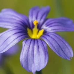 Moody Blues Blue-Eyed Grass (Sisyrinchium) - 1 Gallon Pot -Garden Supplies Sales 2024 sisyrinchium idahoense macounii moody blues blue eyed grass 5