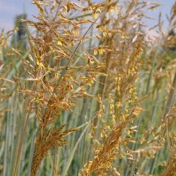 Indian Steel Blue Prairie Grass (Sorghastrum Nutans) - 1 Gallon Pot -Garden Supplies Sales 2024 sorghastrum nutans indian steel blue prairie grass 2