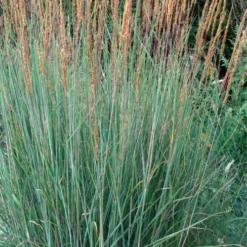 Indian Steel Blue Prairie Grass (Sorghastrum Nutans) - 1 Gallon Pot -Garden Supplies Sales 2024 sorghastrum nutans indian steel blue prairie grass 4