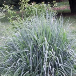 Indian Steel Blue Prairie Grass (Sorghastrum Nutans) - 1 Gallon Pot -Garden Supplies Sales 2024 sorghastrum nutans indian steel blue prairie grass 5