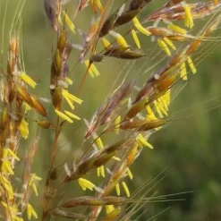 Indian Steel Blue Prairie Grass (Sorghastrum Nutans) - 1 Gallon Pot -Garden Supplies Sales 2024 sorghastrum nutans indian steel blue prairie grass 6
