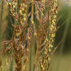Indian Steel Blue Prairie Grass (Sorghastrum Nutans) - 1 Gallon Pot -Garden Supplies Sales 2024 sorghastrum nutans yellow indian grass 5