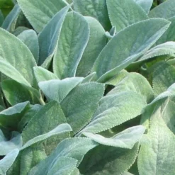 Helen Von Stein Lambs Ears (Big Ears) - 1 Gallon Pot -Garden Supplies Sales 2024 stachys byzantina helen von stein lambs ear 103