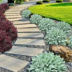 Helen Von Stein Lambs Ears (Big Ears) - 1 Gallon Pot -Garden Supplies Sales 2024 stachys byzantina helen von stein lambs ear 111