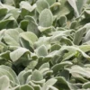 Silver Carpet Lambs Ears (Stachys) - 6 Pack Of Pint Pots