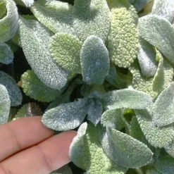 Silky Fleece Dwarf Lambs Ear (Stachys Byzantina) - 10 Pack Of Quarts Pots