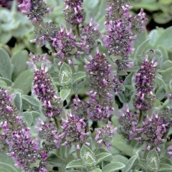 Silky Fleece Dwarf Lambs Ear (Stachys Byzantina) - 10 Pack Of Quarts Pots -Garden Supplies Sales 2024 stachys byzantine silky fleece lambs ear 101