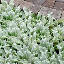 Silky Fleece Dwarf Lambs Ear (Stachys Byzantina) - 10 Pack Of Quarts Pots -Garden Supplies Sales 2024 stachys byzantine silky fleece lambs ear 104