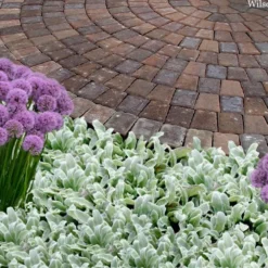 Silky Fleece Dwarf Lambs Ear (Stachys Byzantina) - 10 Pack Of Quarts Pots -Garden Supplies Sales 2024 stachys byzantine silky fleece lambs ear 105