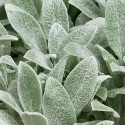 Silver Carpet Lambs Ears (Stachys) - 6 Pack Of Pint Pots -Garden Supplies Sales 2024 stachys byzantine silver carpet lambs ears 2