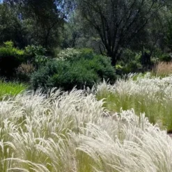 Peruvian Feather Grass (Stipa Ichu) - 1 Gallon Pot -Garden Supplies Sales 2024 stipa ichu peruvian feather grass 12