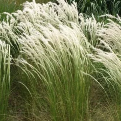 Peruvian Feather Grass (Stipa Ichu) - 1 Gallon Pot -Garden Supplies Sales 2024 stipa ichu peruvian feather grass 14